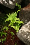 Dryopteris pentheri