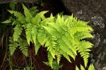 Dryopteris pentheri