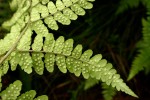 Dryopteris pentheri