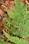 Dryopteris pentheri