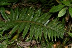 Polystichum transvaalense