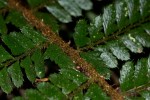 Polystichum transvaalense