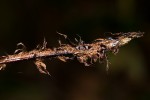 Polystichum transvaalense