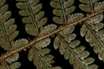 Polystichum transvaalense