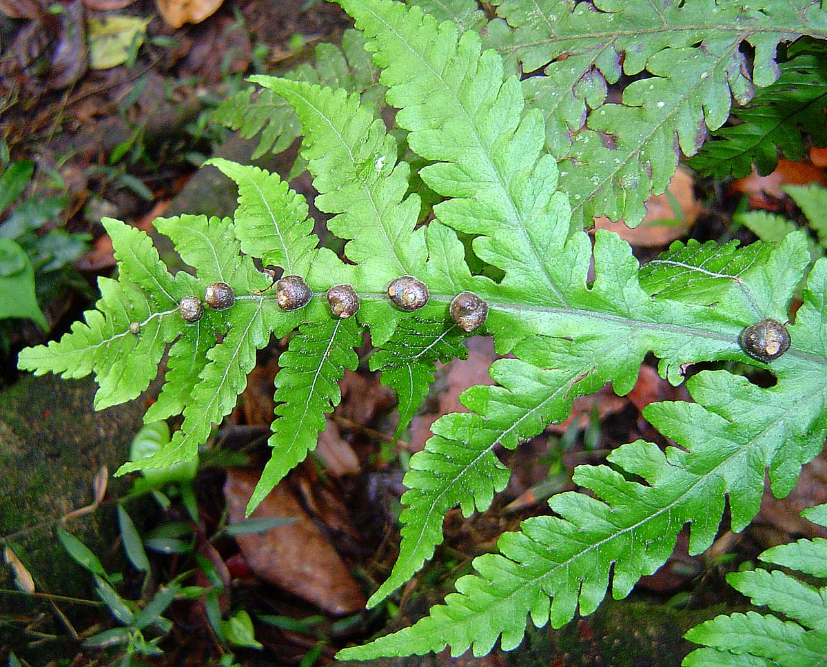 Tectaria gemmifera