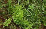 Athyrium schimperi