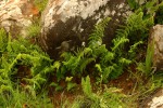 Athyrium schimperi