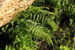 Athyrium schimperi