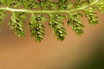 Athyrium schimperi