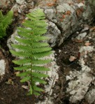 Arthropteris orientalis