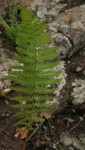 Arthropteris orientalis