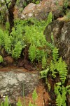 Arthropteris orientalis