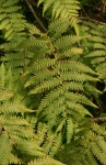 Arthropteris orientalis