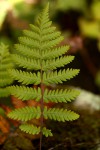 Arthropteris orientalis