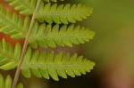 Arthropteris orientalis