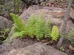 Arthropteris orientalis