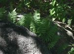 Arthropteris orientalis