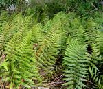 Arthropteris orientalis