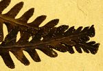 Arthropteris orientalis