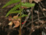 Arthropteris orientalis