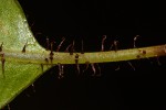 Elaphoglossum hybridum