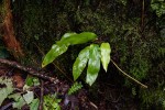 Elaphoglossum hybridum