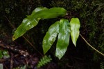 Elaphoglossum hybridum