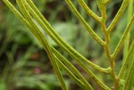 Blechnum tabulare