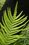 Blechnum tabulare