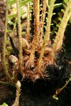 Blechnum tabulare