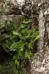 Blechnum tabulare