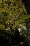 Blechnum tabulare