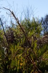 Blechnum tabulare