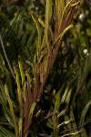 Blechnum tabulare