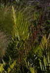 Blechnum tabulare