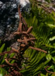 Blechnum tabulare