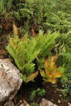 Blechnum tabulare