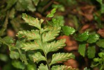 Asplenium inaequilaterale