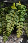 Asplenium stuhlmannii