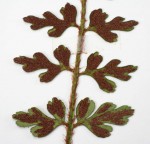 Asplenium stuhlmannii