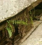 Asplenium stuhlmannii