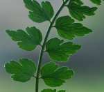 Asplenium stuhlmannii