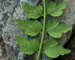 Asplenium stuhlmannii