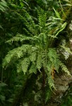 Asplenium rutifolium