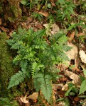 Asplenium rutifolium