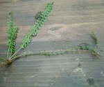 Asplenium sandersonii