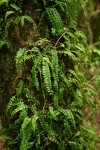 Asplenium sandersonii