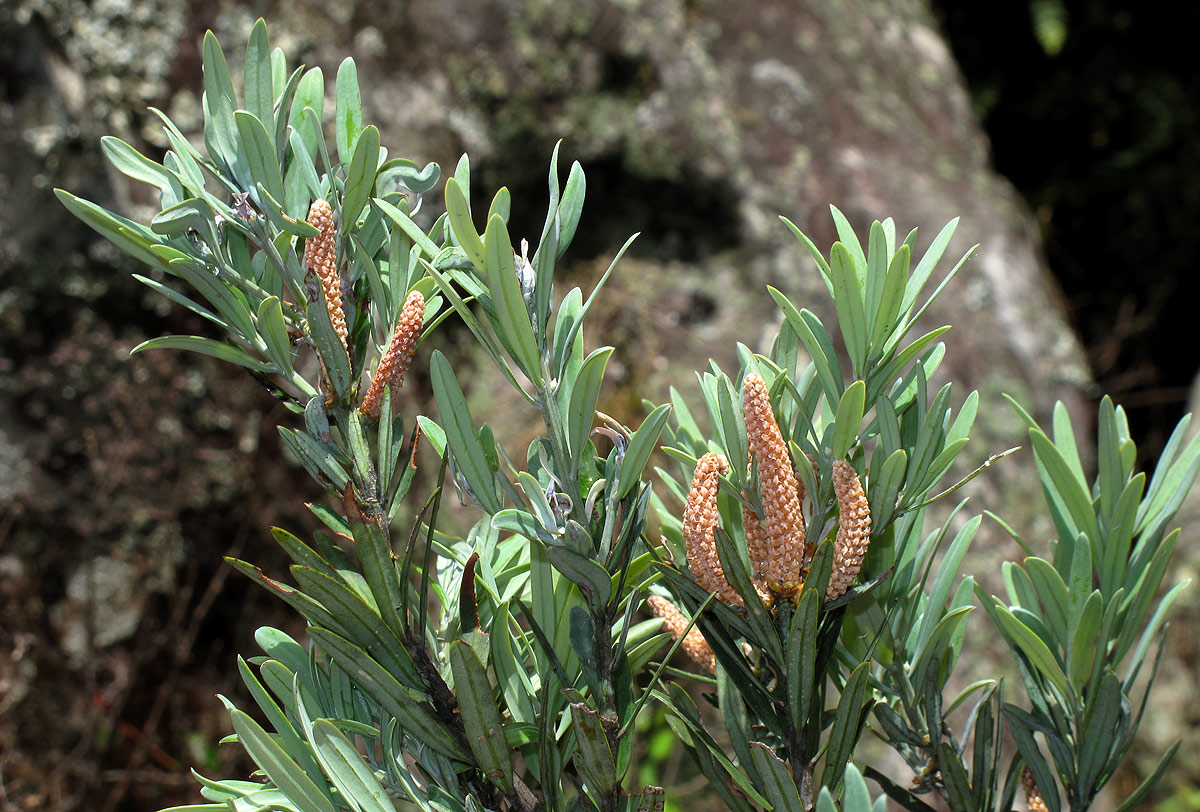 Podocarpus latifolius