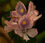 Eichhornia crassipes