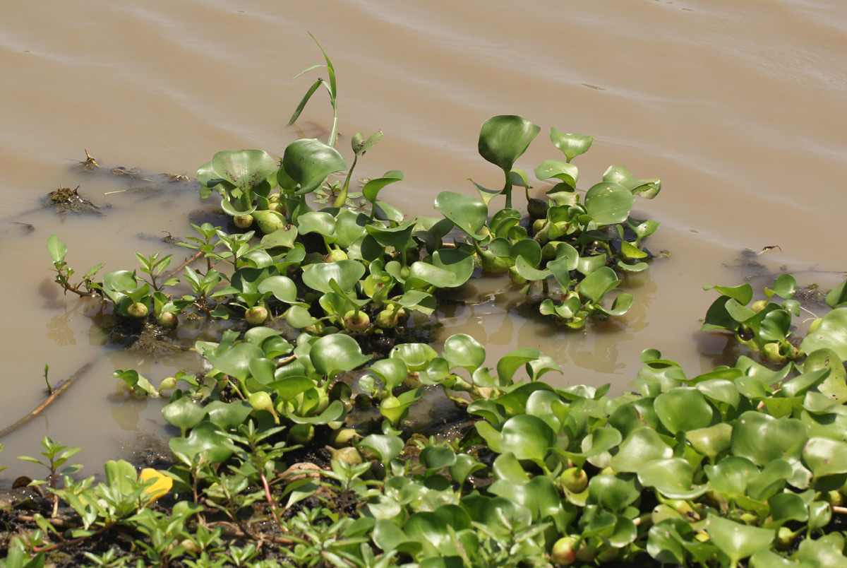 Eichhornia crassipes